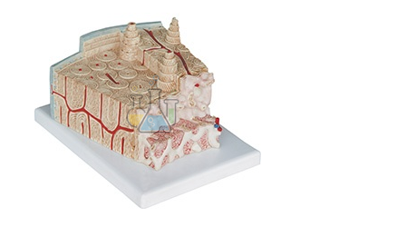 Bone Structure Model